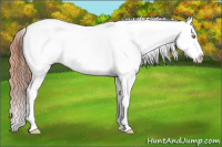 Horse Color:Amber Champagne Appaloosa 