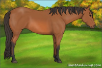 Horse Color:Bay 