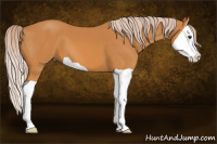 Horse Color:Chocolate Palomino Splash 