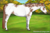 Horse Color:White Spotted Chestnut Frame