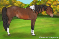 Horse Color:Bay Tobiano 
