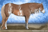 Horse Color:White Spotted Chestnut Sabino 