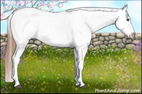 Horse Color:Red Roan Splash Appaloosa 