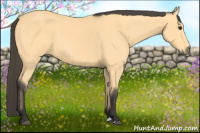 Horse Color:Buckskin 