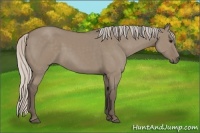 Horse Color:Silver Grullo Sabino