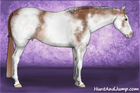 Horse Color:White Spotted Liver Chestnut Sabino