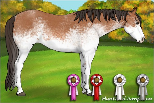 Horse Color: Unknown 