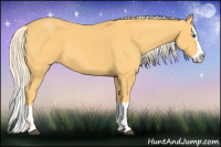 Horse Color:Palomino Sabino Splash 