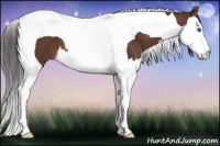 Horse Color:Bay Splash Tobiano