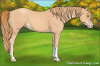 Horse Color:Gold Champagne Splash Tobiano