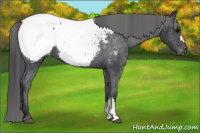 Horse Color:Brown Appaloosa