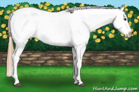 Horse Color:Chestnut Splash Near Leopard 