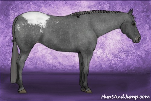 Horse Color: Brown Snowcap 