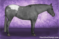 Horse Color:Brown Appaloosa 