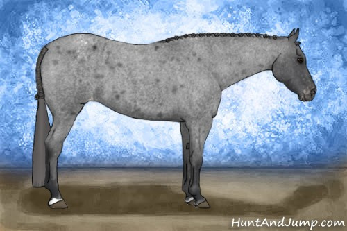 Horse Color: Blue Roan Blanket 