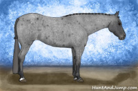 Horse Color:Blue Roan Appaloosa 