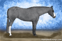 Horse Color:Blue Roan Appaloosa 