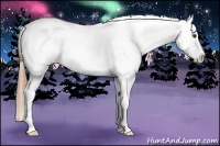 Horse Color:Chestnut Near Leopard 