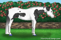 Horse Color:Black Splash Tobiano