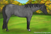 Horse Color:Blue Roan 
