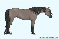 Horse Color:Grullo 
