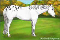 Horse Color:Blue Roan Sabino Splash Appaloosa