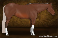 Horse Color:Silver Bay 