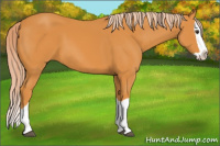 Horse Color:Chocolate Palomino Splash 