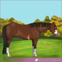 Horse Color:Gray Bay 