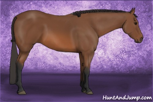 Horse Color: Bay Sabino 
