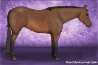 Horse Color:Bay Sabino 