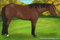 Horse Color:Gray Bay Sabino 