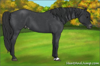 Horse Color:Blue Roan Varnish