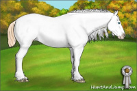 Horse Color:Buckskin Pearl Blanket 
