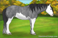 Horse Color:Blue Roan Sabino Splash