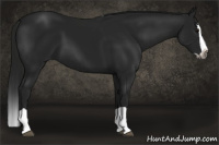 Horse Color:Gray Black Splash