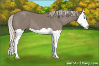 Horse Color:Silver Grullo Splash