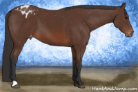 Horse Color:Bay Appaloosa