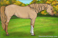 Horse Color:Gray Red Dun