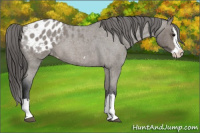 Horse Color:Blue Roan Splash Appaloosa 