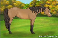 Horse Color:Buckskin 