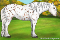 Horse Color:Silver Bay Near Leopard 