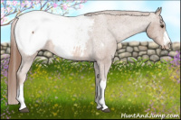 Horse Color:Chestnut Appaloosa