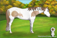 Horse Color:Black Pearl Sabino Splash Tobiano Rabicano 