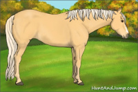 Horse Color:Palomino 