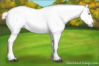 Horse Color:Palomino Appaloosa 