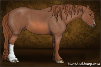 Horse Color:Liver Red Roan