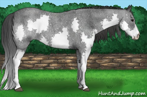 Horse Color: Brown Roan Splash Rabicano 