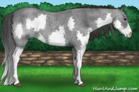 Horse Color:Brown Roan Splash Rabicano 