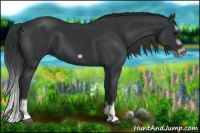 Horse Color:Black Splash Frame 
